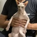 ewcatthing