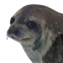 annoyed_seal