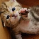 catreach