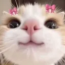 please_cat