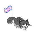 52788transfemalecat1