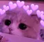 KarmaLoveCat