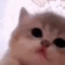 KarmaCatVibe