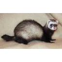 Ferret