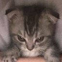 A close-up of a small tabby kitten with a scowling, angry expression.