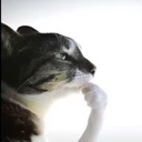 A cat with gray and white fur resting its paw against its chin in a thoughtful pose.