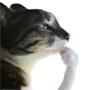 cat_thinking