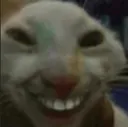 cat_2