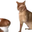 CatSlap