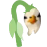 wiltedgullp1 wiltedgullp1