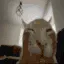 buhFlipExplode buhFlipExplode
