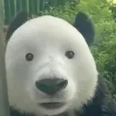 pandawinter