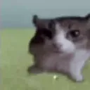 CatExplosion