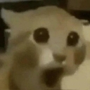 O_ custom emote | Invictus