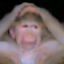 monke Discord sticker | Invictus