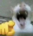 catlaugh catlaugh