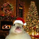 duckthehalls