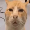huhcat
