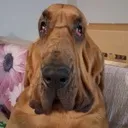 schladabadadawg schladabadadawg
