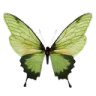 e1_greenbutterfly