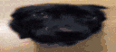 happydoggo Discord emoji