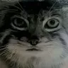 stare
