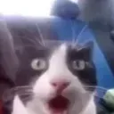 SHOCK SHOCK