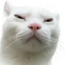 angrylittleguy