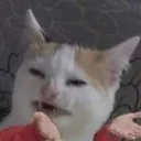 catshocked