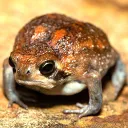 rainfrog rainfrog