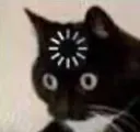 cat_loading