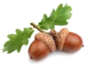acorn