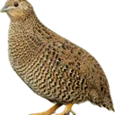 vakel