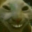 weird_cat_laugh