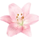 pink_flower