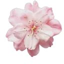 pink_flower