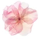 pink_pinklightflower