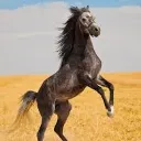Neigh