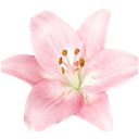 A single pink lily flower with delicate petals and visible stamens.