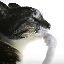 cat_think