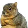 DisapprovingSquirrel