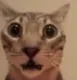 hnsCatShockedOwO