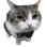 Mr