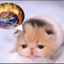 cat_KillEverythingNOW
