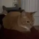 Boink Boink