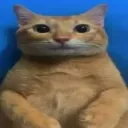 01_cat 01_cat