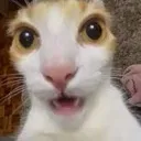 Shockedkitty