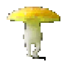 yellow_fungus yellow_fungus