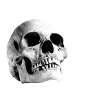 skull