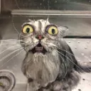 wetkitty